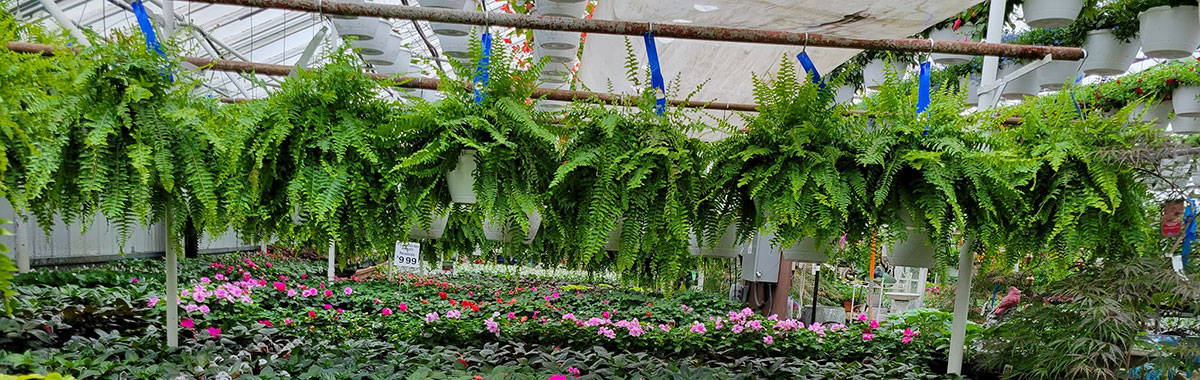 Greenhouse Spring and Summer Flowers