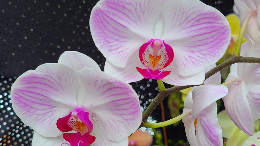 Orchids in a Lake Geneva greenhouse